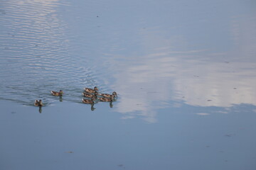 A flock of mallard  or wild duck (Anas platyrhynchos), also known as dabbling duck