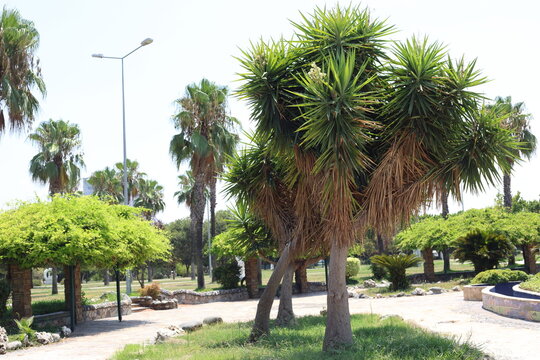 Yucca is a genus of perennial shrubs and trees in the family Asparagaceae