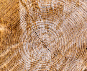 Naklejka premium Annual rings narrate the age and history of a tree, revealing variations in color and texture that underscore the enduring narrative of growth and survival