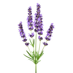 Fototapeta premium purple stem lavender flower green leaf cut out transparent background
