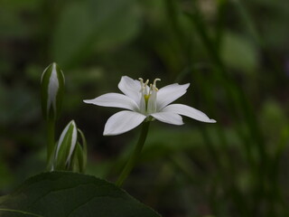white flower in the garden