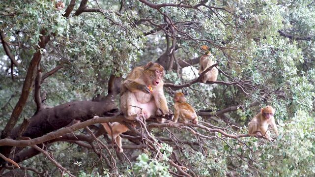 Wild monkey eating apple on the branch of a tree while baby monkeys are swinging nearby, Morocco