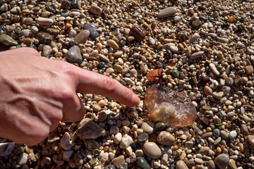 Finger on hand pointing to jellyfish washed out at small gravel beach