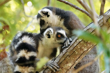 Group of Ring-tailed lemurs (Lemur catta) sitting on tree over branches, in their natural habitat Madagascar forest