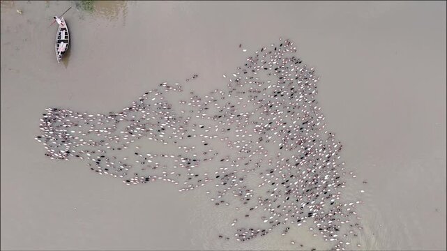 ducks swim in the Yenisei river city birds A large group of wild ducks swim in the icy water in a hole in a frozen river A family of ducks with beautiful plumage swim in the cold winter weather