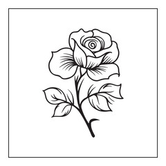  Rose isolated on  white background