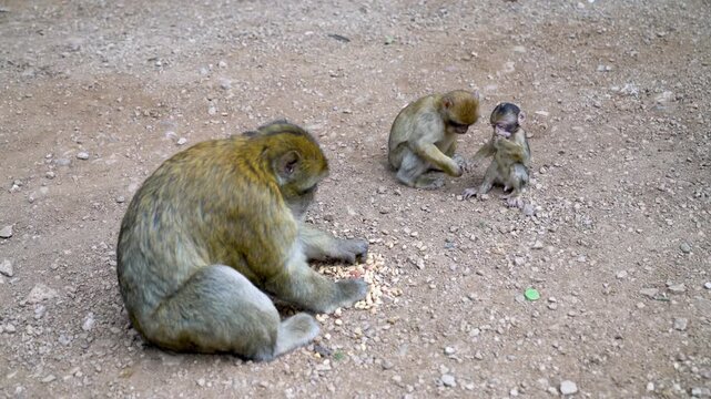 The Alpha monkey is eating human-supplied nuts while preventing the other monkeys from eating. Other monkeys can only eat if Alpha allows them to.
