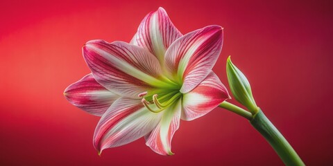 Fototapeta premium Amaryllis Bloom Against Red, Macro Photography, Flower, Petals, White, Red , amaryllis