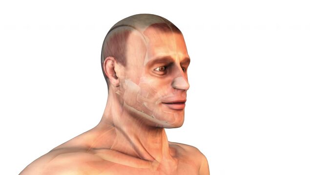 Orbicularis oculi Muscles of the Head