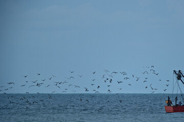 Fishing boat and seagulls flying in the sea.