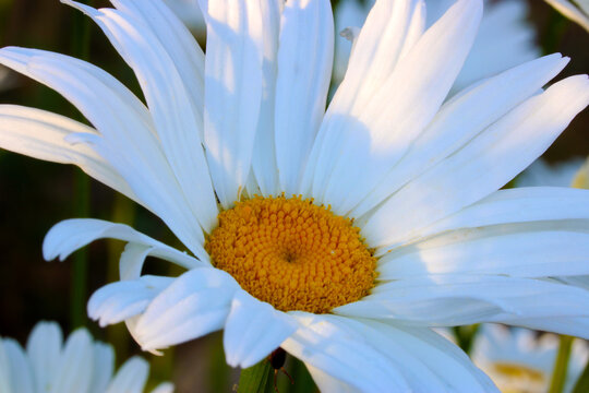 Shasta Daisy White Petal 02