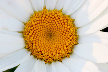 Obraz premium Shasta Daisy Golden Mandala 01