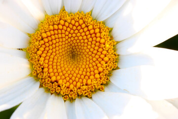 Shasta Daisy Golden Mandala 03