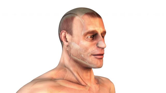 Temporalis Muscles of the Head