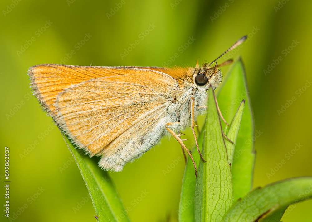 Sticker a small white-yellow butterfly sits on green leaves in thickets of meadow grass on a sunny summer da