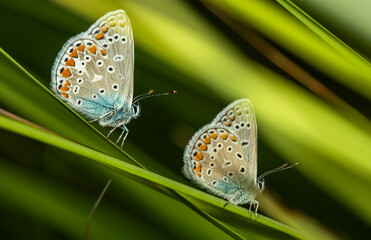 Two butterflies with spotted beige-blue wings sit on green stems in thickets of meadow grass on a...
