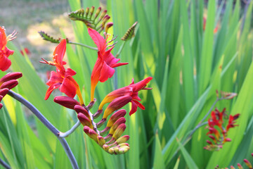 Montbretia Crocosmia Red 07