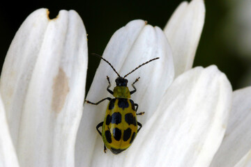 Spotted Cucumber Beetle 01