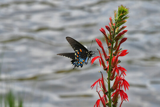 Blue Spicebush Swallowtail Butterfly on bright Red Cardinal wildflowers growing next to a lake