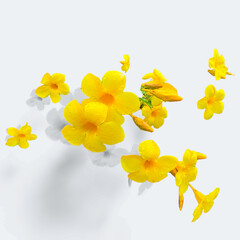 bouquet of yellow daffodils