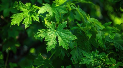 Fototapeta premium Beautiful Green Papaya Leaves
