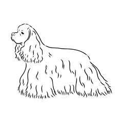 Vector illustration of an American Cocker Spaniel isolated on a white background.
