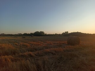 HD Wallpaper Background Hay Dry Grass Countryside Pictures High Resolution Quality Popular Transcarpathian Flora Nature Beautiful 