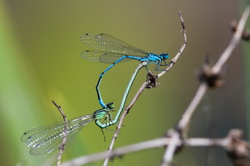 Coenagrion puella aka azure damselfly mating above the pond. Lovely colorful damselflies of Czech...