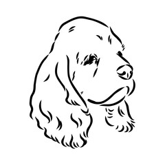 Vector illustration of an American Cocker Spaniel isolated on a white background.