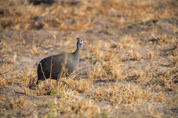 The helmeted guineafowl (Numida meleagris) is the best known of the guineafowl bird family, Numididae, and the only member of the genus Numida.