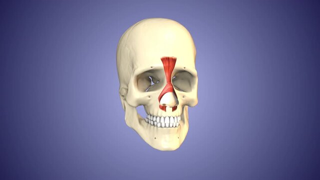 Nasalis muscles of the Skull and Face