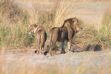 Family of African lion (Panthera leo), male with female lion, Moremi game reserve, Botswana, Captivating images of Africa's lions, Experience the the wild essence of the continent.