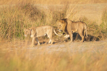 Naklejka premium Family of African lion (Panthera leo), male with female lion, Moremi game reserve, Botswana, Captivating images of Africa's lions, Experience the the wild essence of the continent.