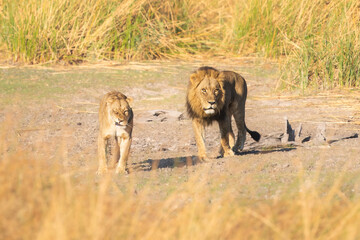 Family of African lion (Panthera leo), male with female lion, Moremi game reserve, Botswana, Captivating images of Africa's lions, Experience the the wild essence of the continent.