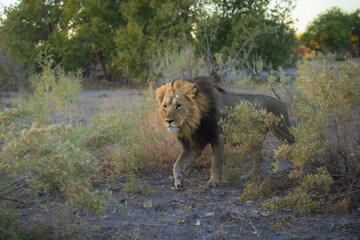Portrait of a strong male African lion (Panthera leo), Moremi game reserve, Botswana, Captivating images of Africa's lions, Experience the the wild essence of the continent. Sunrise, 8k resolution