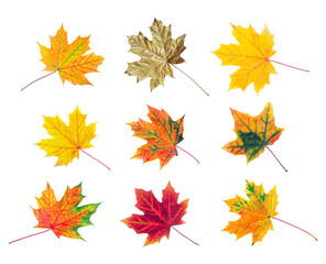 Fototapeta premium set of colorful autumn maple leaves isolated on white