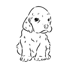 Vector illustration of an American Cocker Spaniel isolated on a white background.