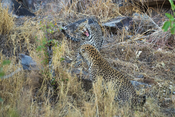 Mating leopards. Africa wildlife. Panthera leopard, Panthera pardus, levhart, predator native Africa, Botswana. Wildlife, typical environment of leopard subspecies. On the rock. National park Moremi, 