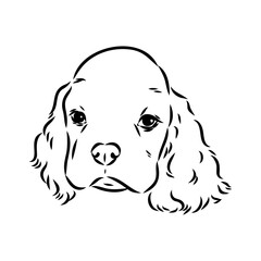 Vector illustration of an American Cocker Spaniel isolated on a white background.