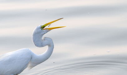 Great egret, or white heron, eating a fish.