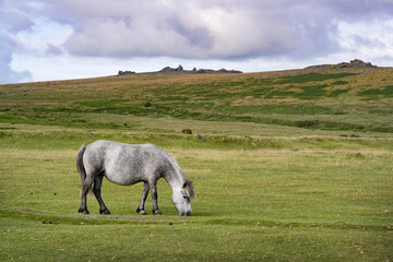 Grazing grey Dartmoor pony