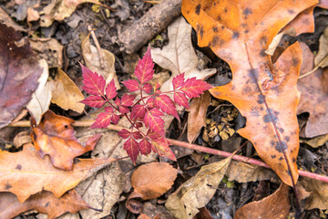Pepper vine and fallen leaves on Suwannee River floodplane floor