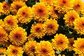 many bright orange small chrysanthemums
