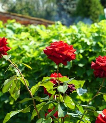 Przepiękne róże kwitną w ogrodzie. Intensywna czerwona barwa widoczna na kwiatach. © Adam