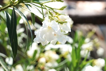 Kwitnący biały oleander. Biały kwiat widoczny z bliskiej odległości. Pięknie kwitnący...