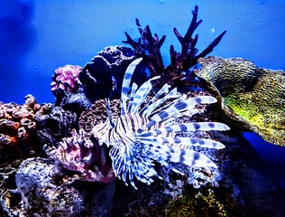 Skrzydlica (Lionfish) pływająca na w czystej wodzie. Na pierwszym planie znajduje się ryba. W tle widać rafę koralową w różnych kolorach. Rafa koralowa o intensywnych barwach. © Adam