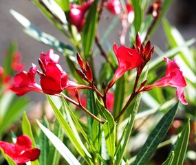 Kwitnący czerwony oleander. Promienie słońca padają na kwitnący kwiat w ogrodzie.