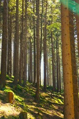 Obraz premium Gęsty las rozświetlony przez promienie słoneczne. Promienie słońca padają na podłoże w lesie. Cień i promienie słońca.