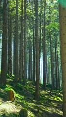 Pionowa panorama na gęsty świerkowy las. Piękne zielony odcienie i promienie słońca przeszywające las. Mech, wysokie drzewa i prześwit.