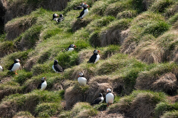 Newfoundland Birds